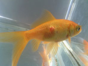 活性炭能放鱼缸里面吗