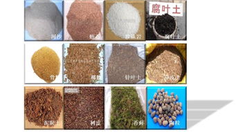 用活性炭养花的配比