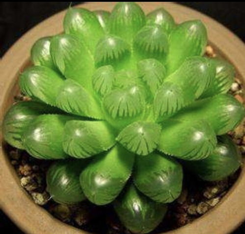 养玉露用活性炭吗