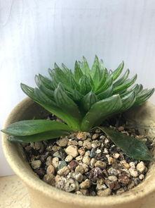 多肉到底用什么土养最好