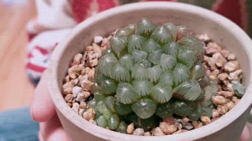 怎样养玉露才能快点爆盆