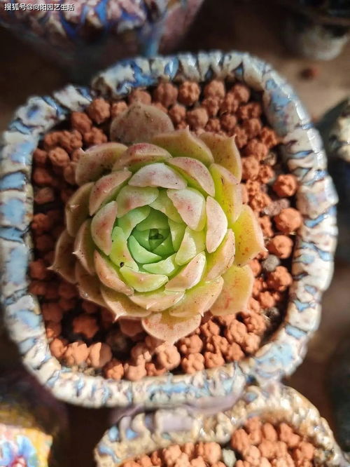 多肉用活性炭颗粒