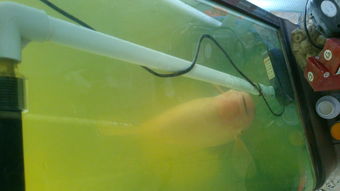 活性炭放鱼缸里水变黑了怎么办