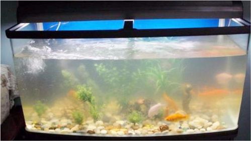 鱼缸活性炭对硝化细菌有影响吗