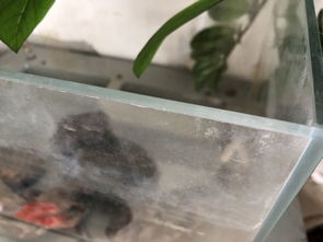 鱼缸用活性炭如何清洗