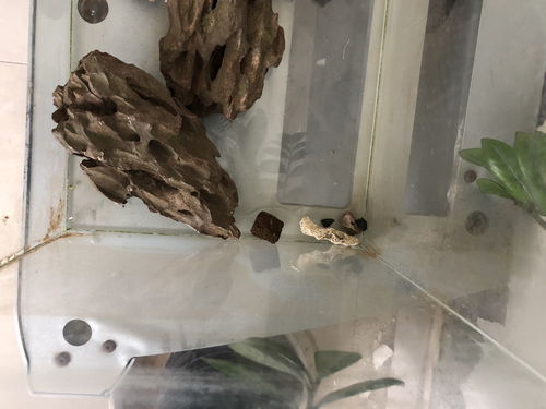 活性炭可以直接放入鱼缸吗