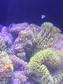 海缸活性炭的正确使用方法