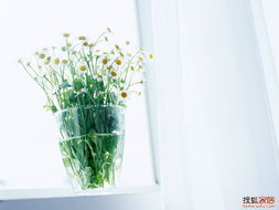 椰壳活性炭能不能做花土