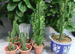 央视推荐活性炭品牌3种