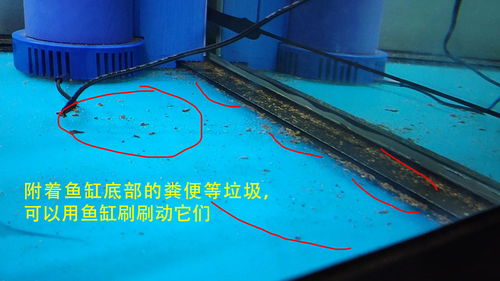 活性炭在鱼缸中的作用与使用注意