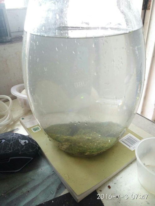 鱼缸活性炭放在什么位置最有效