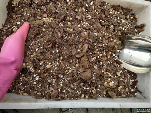 养观赏虾用活性炭