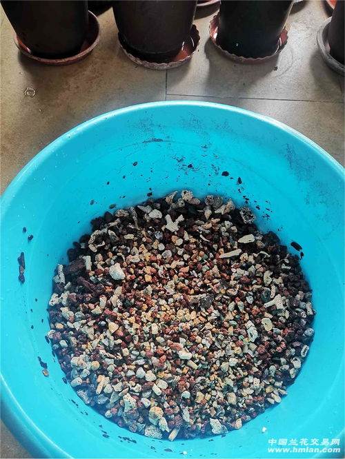 鱼缸养观赏虾需要什么设备