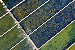 水产养殖可以用自来水吗