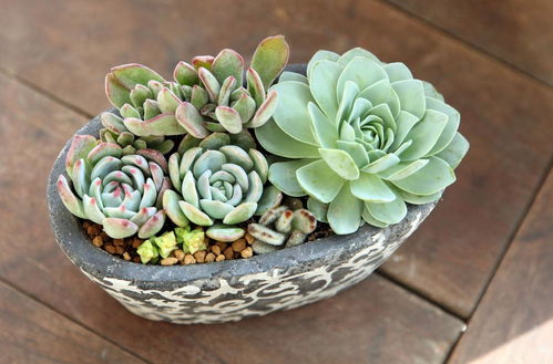 多肉用活性炭铺面