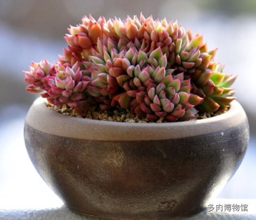 活性炭可以做多肉颗粒土吗