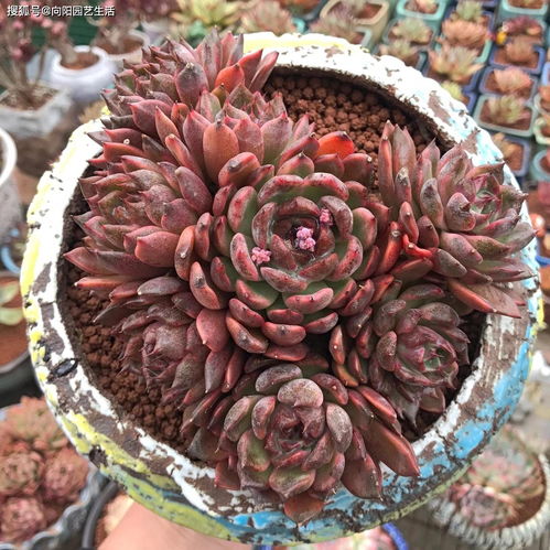 活性炭能用来种多肉吗?