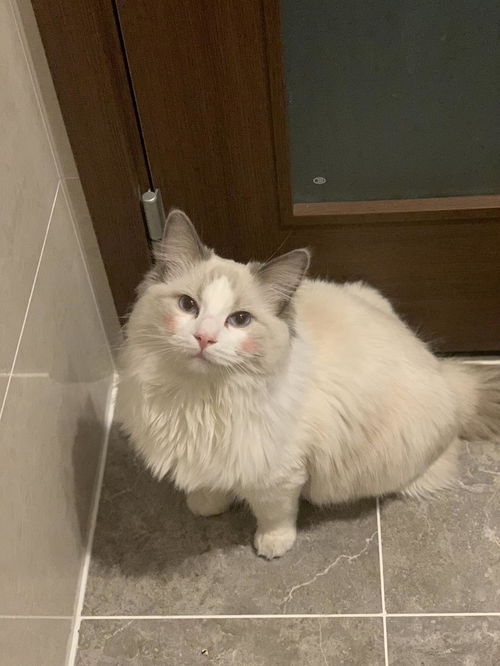 仓鼠木屑可以用猫砂代替吗