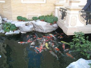 鱼池活性炭放在哪一层过滤