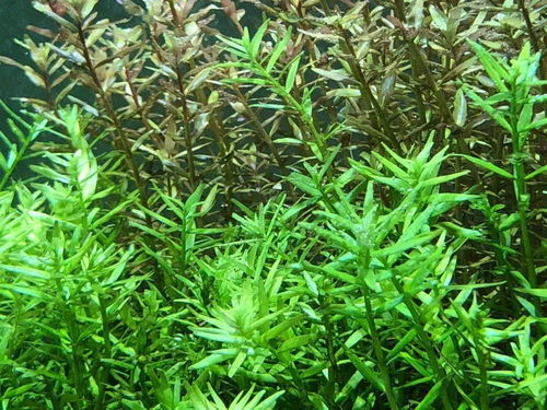 虾缸用不用放太古泥