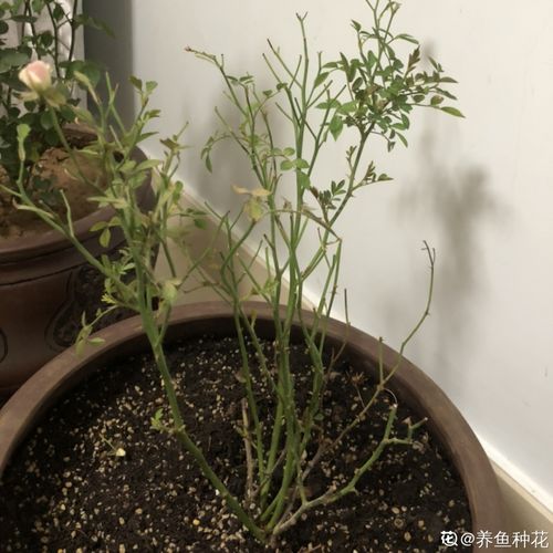 月季白霜用活性炭