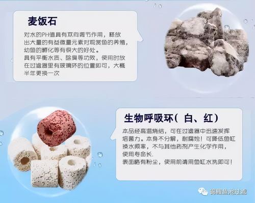 养锦鲤鱼最好的过滤系统