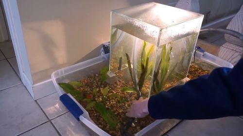 鱼缸里放活性炭起什么作用