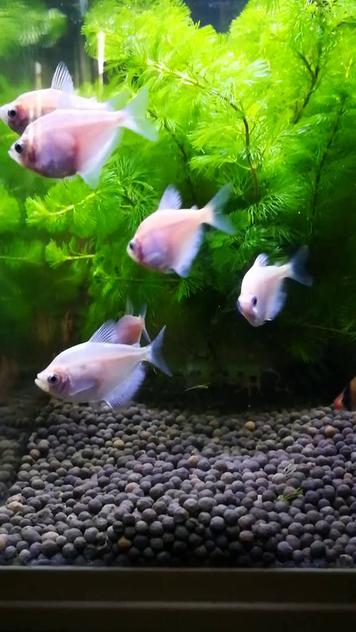 养金鱼用活性炭吗
