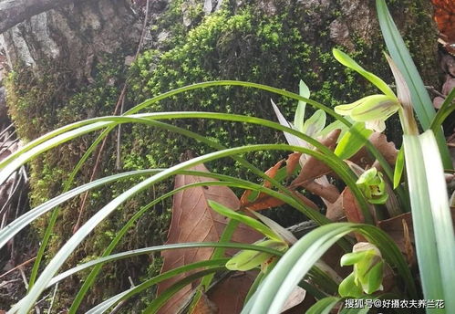 兰草能用活性炭吗