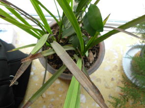 用活性炭粒栽兰花