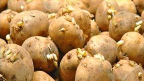 发芽马铃薯中毒用活性炭