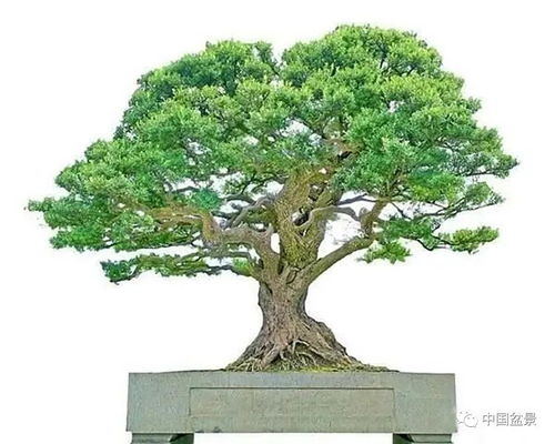 可否用活性炭种植盆景