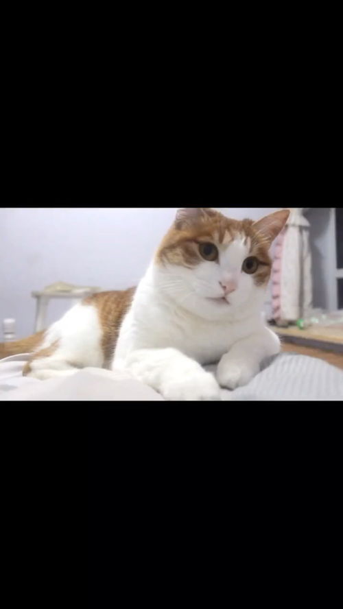 养猫用活性炭好吗