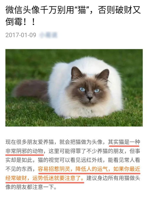猫咪吸甲醛过多有啥反应