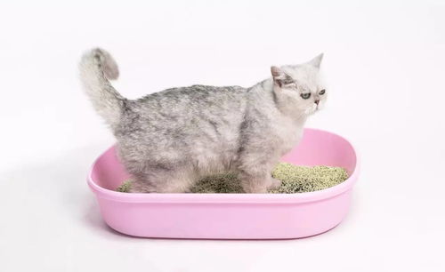 活性炭可以放猫砂里吗