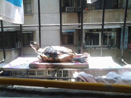 放了活性炭半个月能用吗