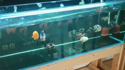 鱼缸用活性炭怎么选择