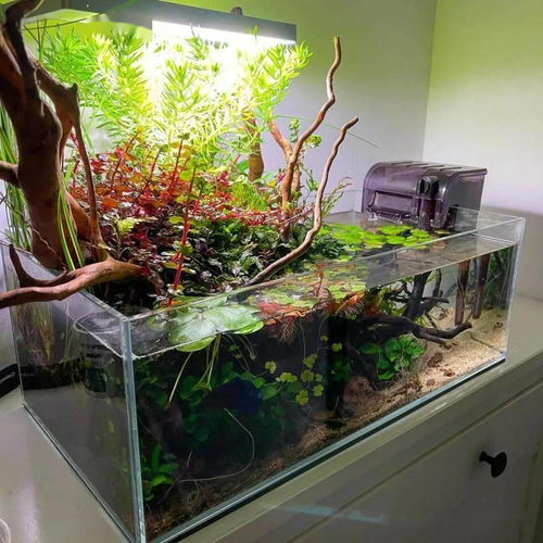 新鱼缸开缸用高猛酸钾