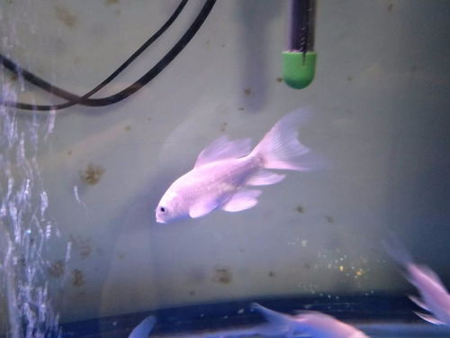 蝴蝶锦鲤用活性炭吗