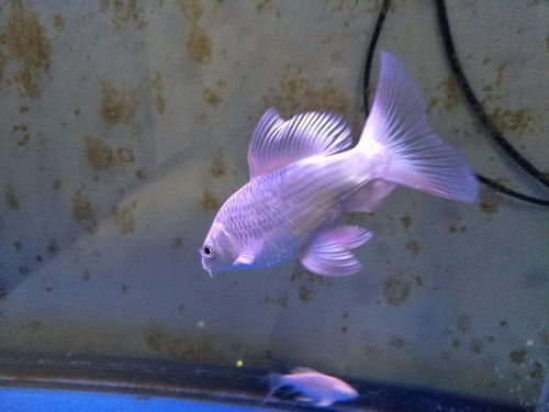 养蝴蝶鲤缸里放什么比较好