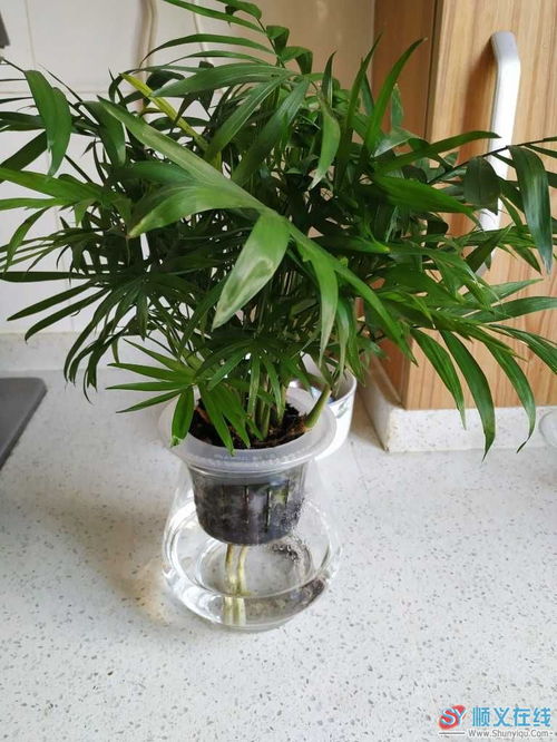 用活性炭水培花吗
