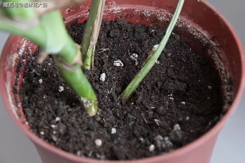 活性炭养花为什么花死了