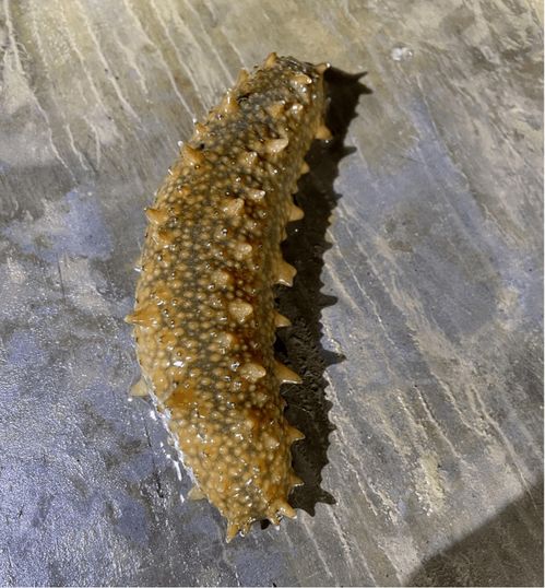 海水养殖专用活性炭