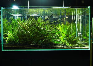 可以把活性炭直接放鱼缸里吗