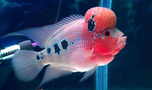 养鱼用活性炭对鱼有没有伤害