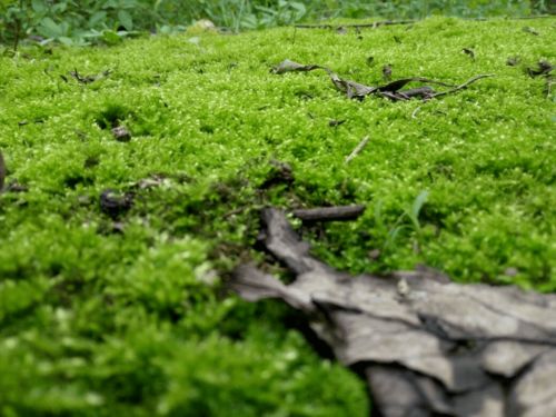 用活性炭养苔藓行吗