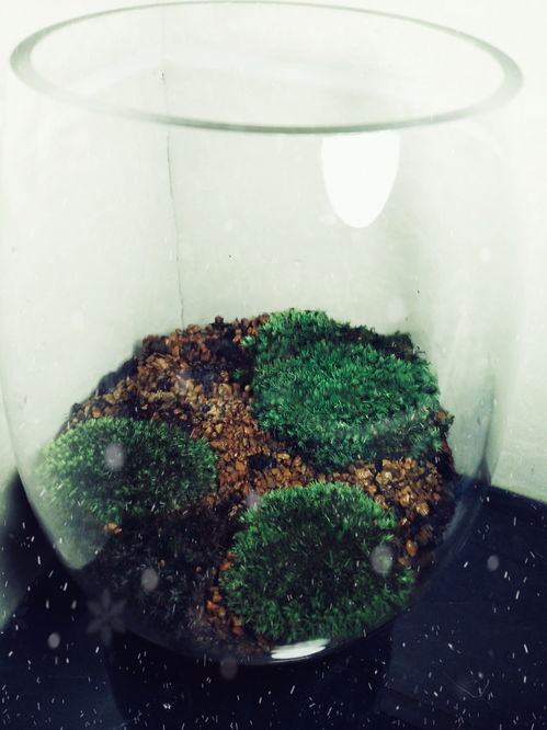 苔藓养花有什么用啊