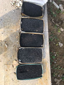 新房子用活性炭