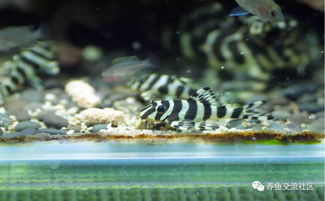 异型鱼用活性炭