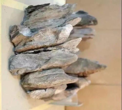 鱼缸里放活性炭起什么作用